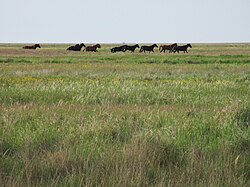 Ukrayna'da bulunan Azov-Syvash Ulusal Doğa Parkı'ndan bir görüntü.